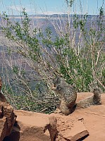 grand canyon rive sud (71).JPG